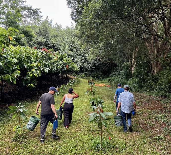 origin trip visitors walking among the cacao trees
