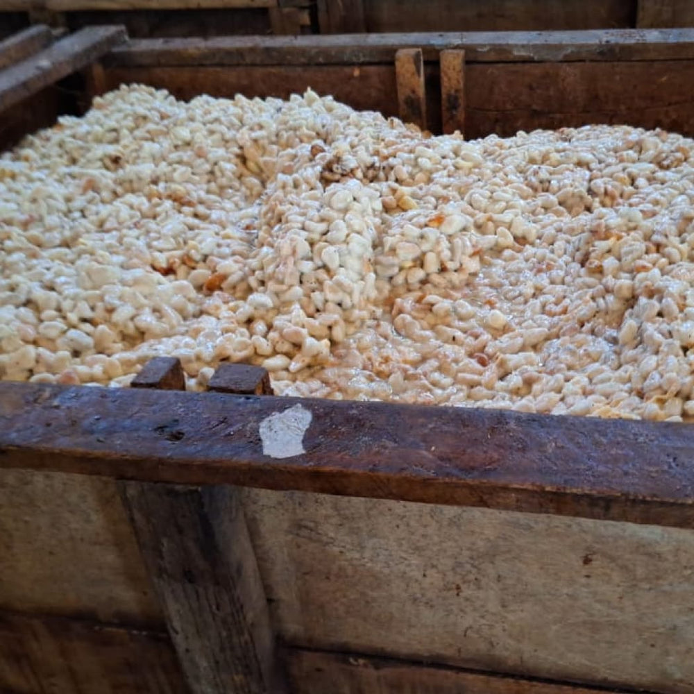 Fermentation