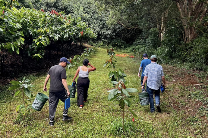 origin trip visitors walking among the cacao trees