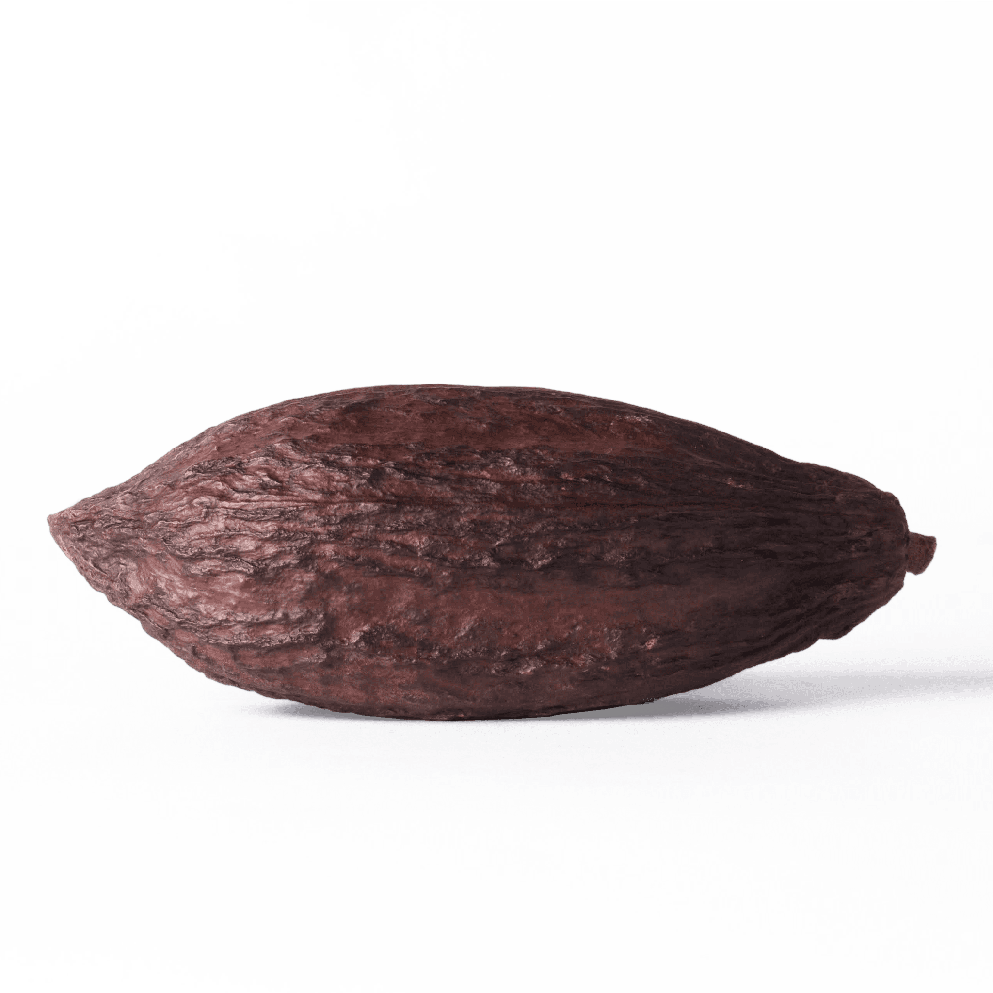 Cocoa Pod Shop Dried Cocoa Pod