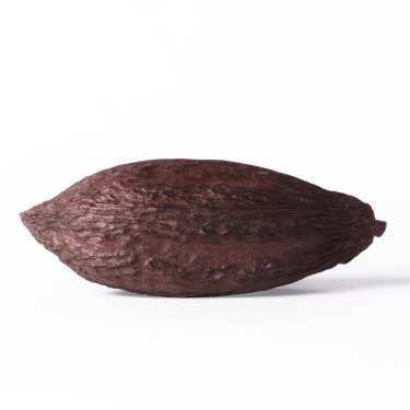 Cocoa Pod Shop Dried Cocoa Pod