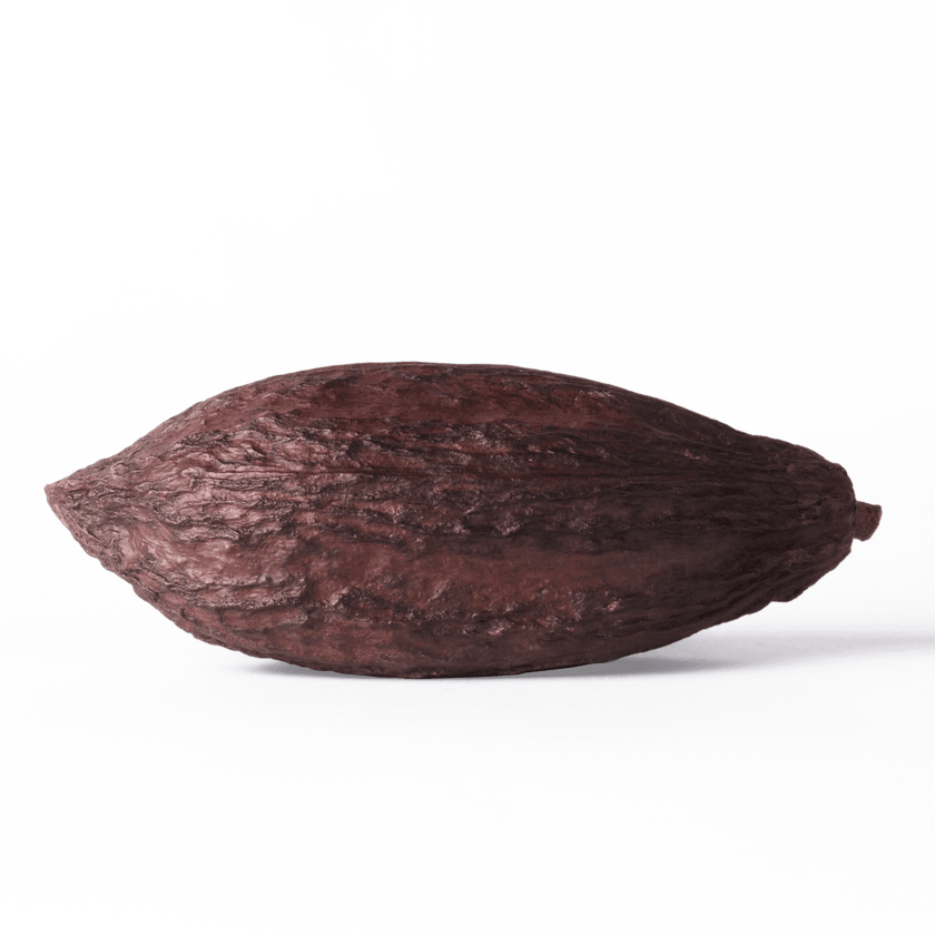 Cocoa Pod Shop Dried Cocoa Pod